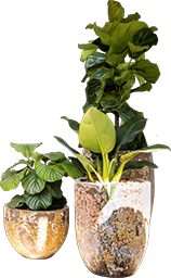 Vasos e paisagismo por Casa das Plantas